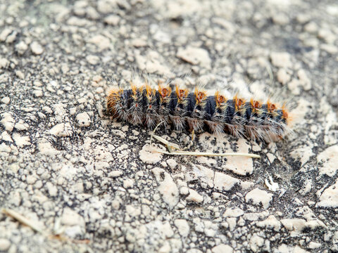 Pine processionary moth (Thaumetopoea pityocampa)
