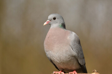 Hohltaube