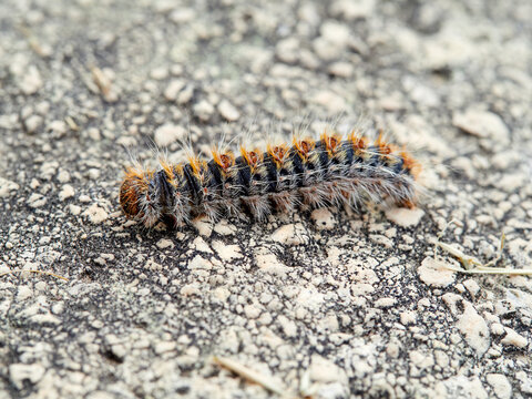 Pine processionary moth (Thaumetopoea pityocampa)

