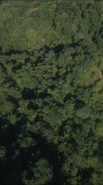 Aerial drone view over grassy forest hills and mountains 