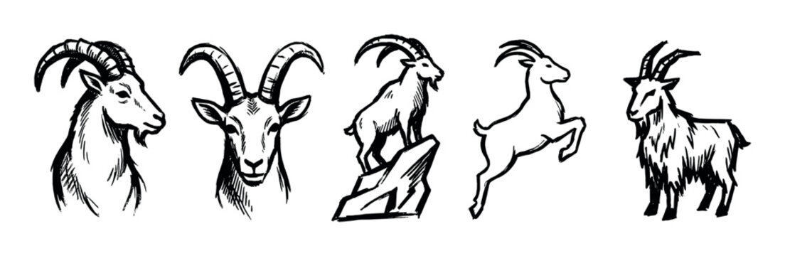 Goat illustrations in a hand-drawn sketch style depict various poses and perspectives of these horned animals.