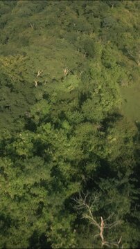 Aerial drone view over grassy forest hills and mountains 