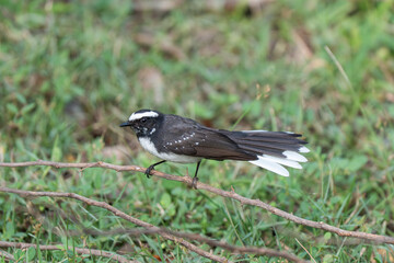 Obraz premium White-browed fantail in nature. 