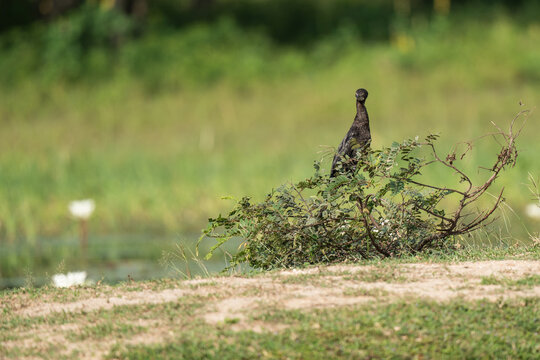 Green nature background and Pygmy cormorant