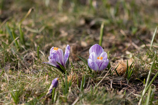 Purple Crocus vernus flowers blooming in a green spring meadow in Warsaw. Beautiful first spring geophytes on a sunny day in the park. Natural floral background with blooming saffron plants