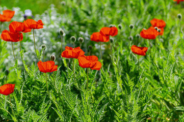 Obraz premium Vibrant red poppies blooming in a sunny garden