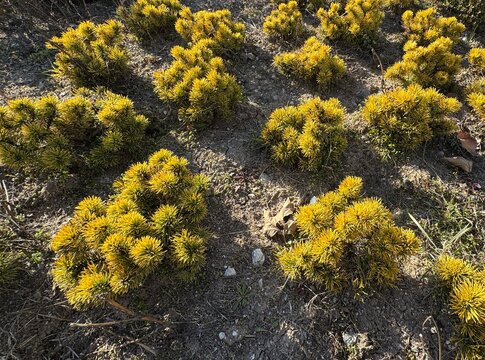 Pinus mugo &lsquo;Carsten's Wintergold&rsquo; dwarf mountain pine with golden yellow needles growing in landscaped garden. Ornamental evergreen conifer widely used in rock gardens, parks, decorative landscape.