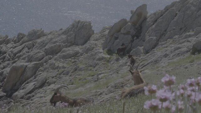 Goats grazing on Ushant island cliffs with wildflowers dancing in the wind, Brittany
