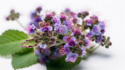 Obraz premium A close-up view of purple flowers with green leaves on a white surface