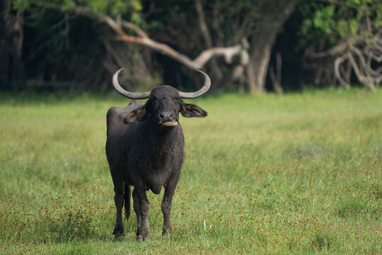 Wild buffalo on Sri Lanka