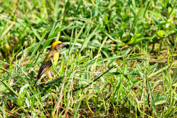 Obraz premium Baya Weaver in its natural habitat