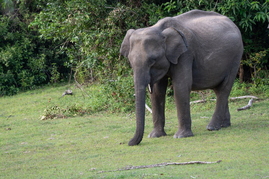 An elephant in the Yala Sanctuary