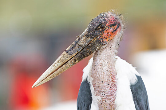 Portrait of a marabou stork (Leptoptilos crumenifer).