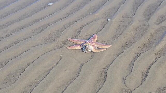 Marine life: Starfish on the beach in the Wadden Sea