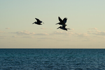 Pelikany na Florida Keys © Tomasz