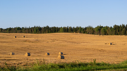 round hay bales at golden field © Bruno