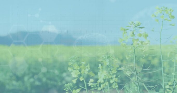 Yellow stalk clump standing right when playing hexes and gridlines appearing showing agritech data