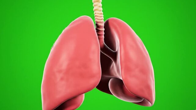 3D Animation of Human Lungs Breathing with Green Screen Background