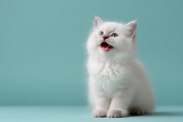 Obraz premium White fluffy sitting kitten on aqua background close up portrait of a young expressive feline with open mouth and bright eyes