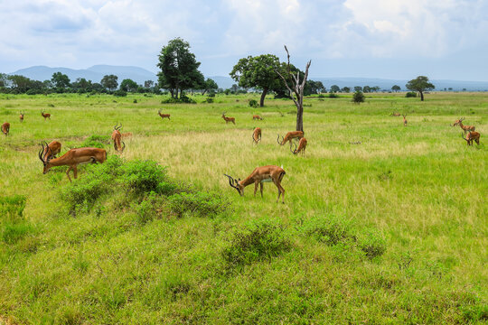 Herd of impalas grazing in Mikumi National Park, Tanzania