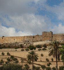 Fototapeta premium Old City Walls of Jerusalem with Olive Trees and Palm Trees