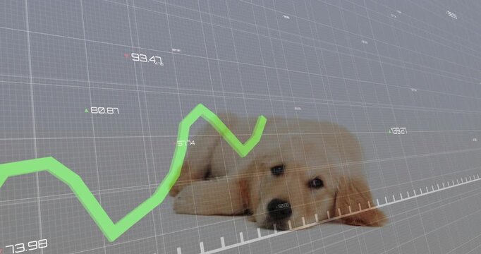 Golden puppy lowering head and blinking as green line chart point reaching face, showing data trend
