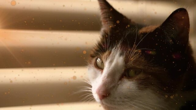Sunlight through blinds drawing calico cat turning head, pupils changing, zooming, emphasizing eyes