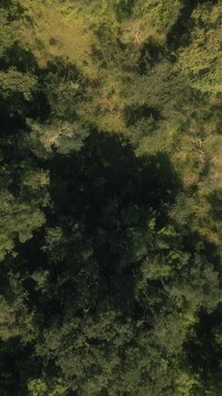 Aerial drone view over grassy forest hills and mountains 