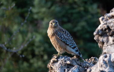 red shouldered hawk sitting on a tree