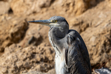 Obraz premium Grey heron.