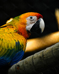 blue and yellow macaw © Soumya