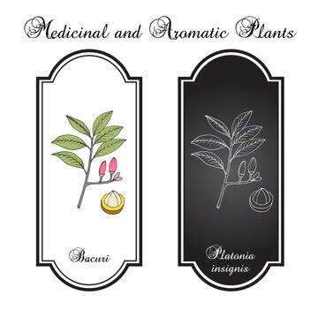 Bacuri, or maniballi (Platonia insignis), edible and medicinal plant. Hand drawn botanical vector illustration