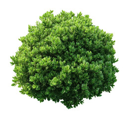 Obraz premium PNG Lush green shrub isolated background.