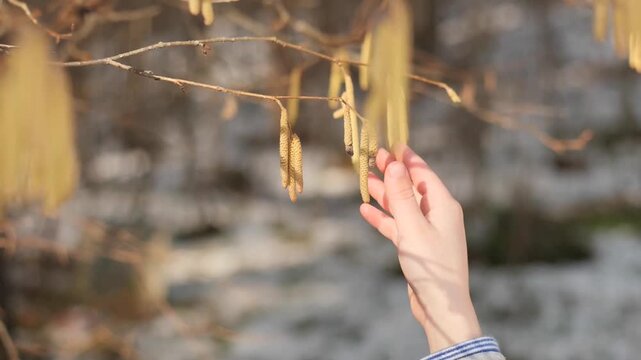 Close-up Video of Child's Hand Gently Touching Hazelnut Catkins in Early Spring Forest Sunlight