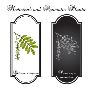 Chinese wingnut (Pterocarya stenoptera), ornamental and medicinal plant. Hand drawn botanical vector illustration