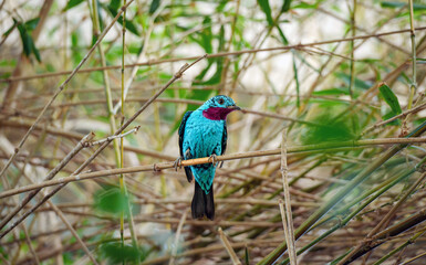 Obraz premium Vivid perch of the Asian Fairy-bluebird