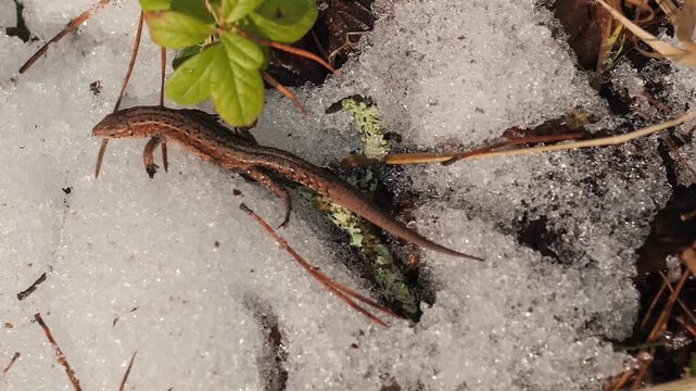 Close-up of a Wild Viviparous Lizard with Regenerated Tail on Melting Snow in an Early Spring Forest