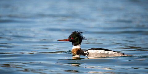 Red-breasted Merganser (Mergus serrator) fishing for herring. Newport Oregon.
