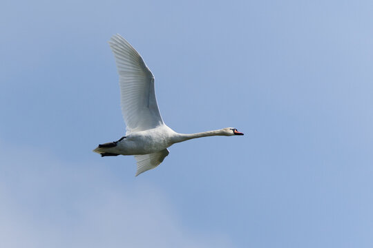Mute Swan (Cygnus olor) in flight against clear sky with fully extended wings &mdash; common bird species in the Czech Republic