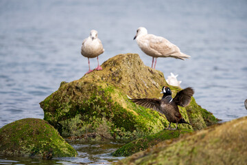 Glaucous Gulls (Larus hyperboreus) and Male Harlequin Duck (Histrionicus histrionicus) resting along the Oregon coast.