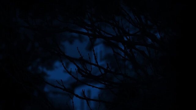 Branches With House Out Of Focus Creepy Night Scene