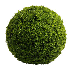 Fototapeta premium PNG Round lush green topiary sphere.