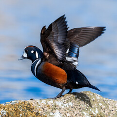 Male Harlequin Duck (Histrionicus histrionicus) stretching his wings on the South Beach Jetty, Newport Oregon.