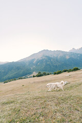 Fototapeta premium Dog walking across a grassy meadow with distant mountains, a peaceful nature scene on a cloudy day, wide open landscape showing rolling hills, grass and soft light