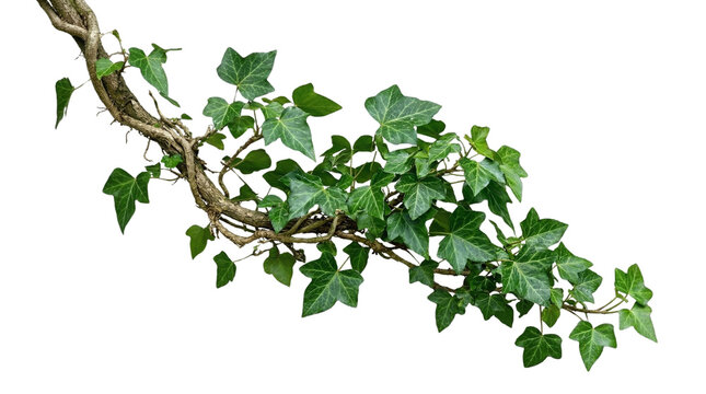 Lush green ivy vine with vibrant leaves, gracefully trailing. Ideal natural decorative element for organic botanical charm, isolated on white background