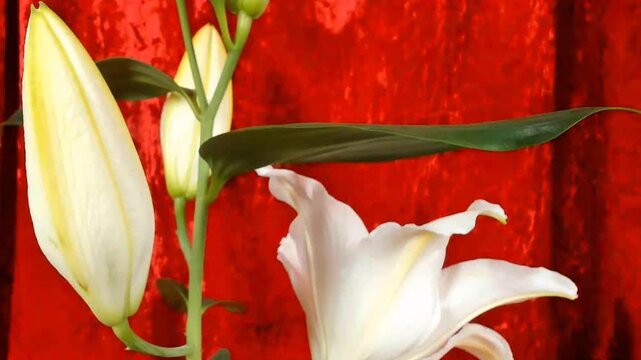 Time lapse blooming white Calla lily (Zantedeschia aethiopica)