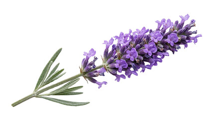Exquisite single sprig of fragrant purple lavender flowers with green leaves, cleanly isolated on a pristine white background, ideal for natural wellness © Graphic Studio