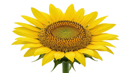 Obraz premium A bright yellow sunflower in full bloom, showcasing its intricate seed pattern and vibrant petals, set against a clean white background for a striking botanical image