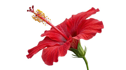 Fototapeta premium Vibrant tropical red hibiscus flower in exquisite full bloom, radiating natural elegance and exotic charm against a pristine white background, a captivating botanical masterpiece