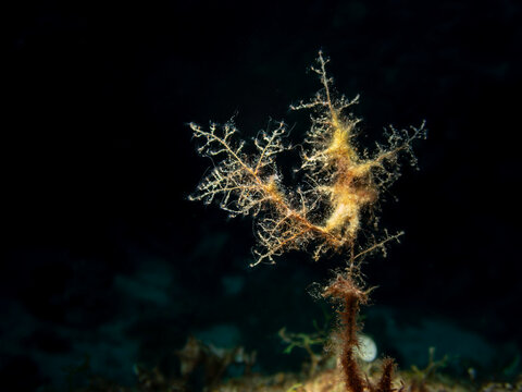 Plumose hydroid colony (Hydrozoa) underwater macro on Mediterranean rocky reef